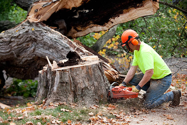 Best Emergency Storm Tree Removal  in Lakewood, CA